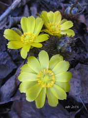 Adonis sutchuenensis