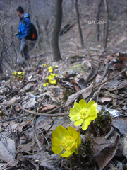 Adonis sutchuenensis