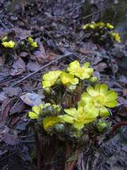 Adonis sutchuenensis