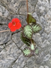 Episcia