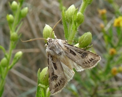 Agrotis obesa