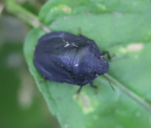 European Tortoise Bug, photo 4 of 8