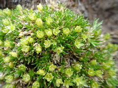 Cherleria sedoides