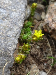Sedum alpestre