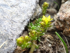 Sedum alpestre