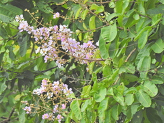 Lagerstroemia speciosa