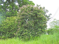 Lagerstroemia speciosa