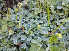 Sibbaldia parviflora