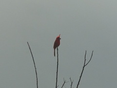 Cardinalis phoeniceus