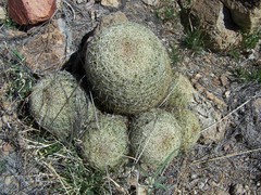 Coryphantha recurvata recurvata