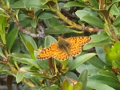 Boloria