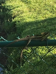 Basiliscus vittatus