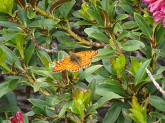 Boloria