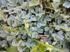 Sibbaldia parviflora