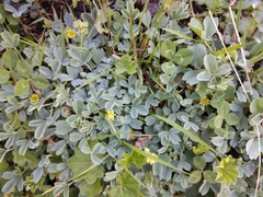 Sibbaldia parviflora