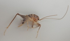 Ceuthophilus secretus