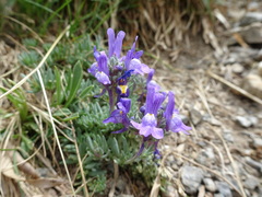 Linaria alpina alpina