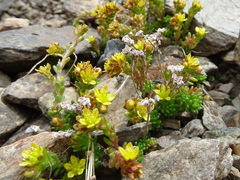 Sedum alpestre