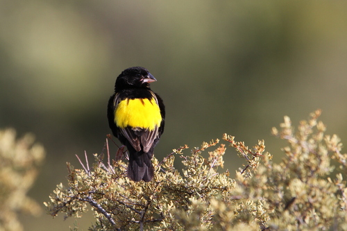 Yellow Bishop (Euplectes capensis), photo 7