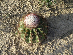 Melocactus curvispinus caesius