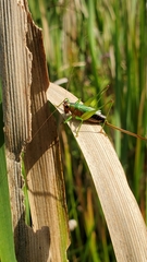 Conocephalus nigropleurum
