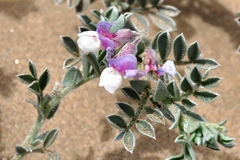 Lathyrus littoralis