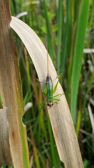 Conocephalus nigropleurum
