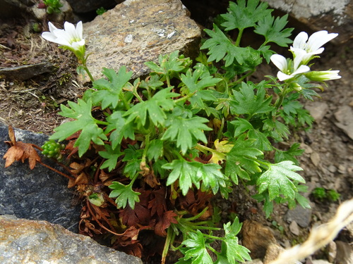 Image of Saxifraga geranioides by (c) Thomas Koffel, some rights reserved (CC BY)