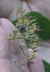 Cornus sericea occidentalis