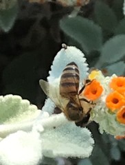 Apis mellifera