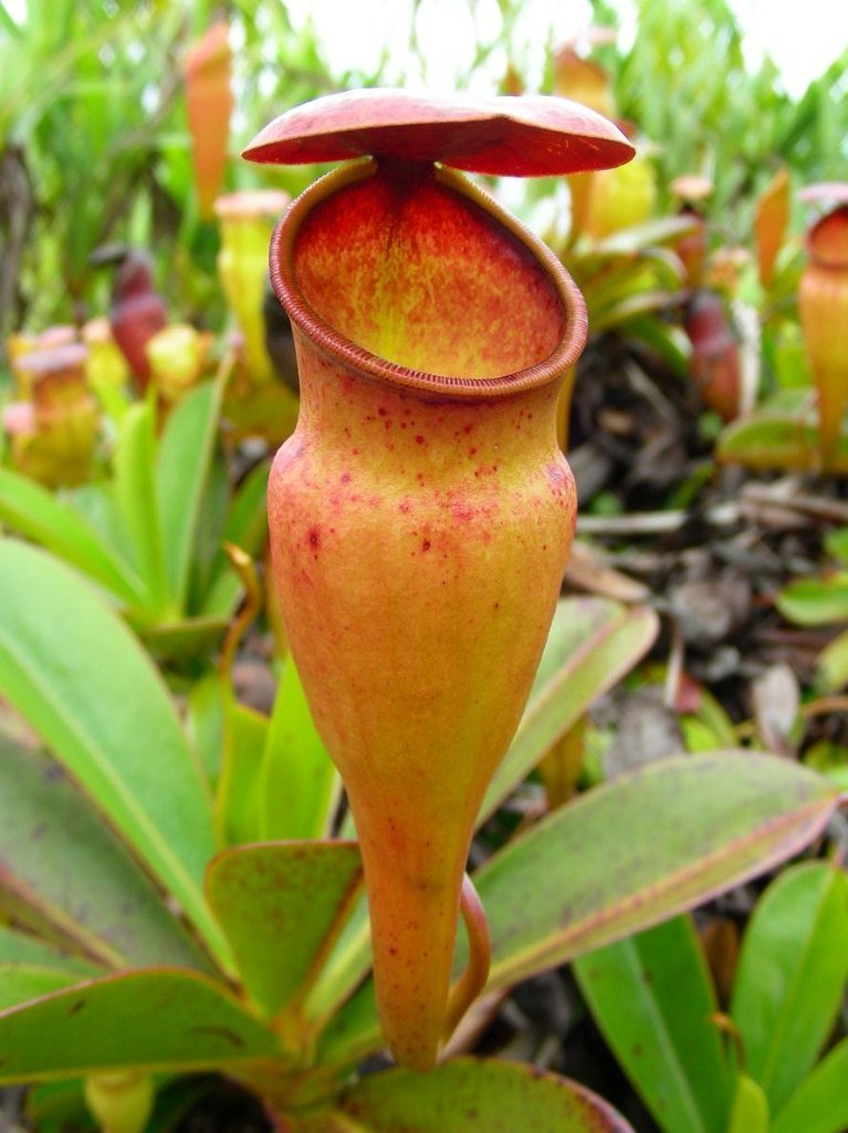 Seychelles Pitcher-plant