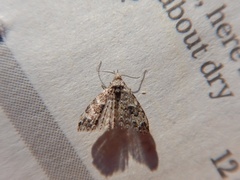 Alucita montana