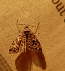 Alucita montana