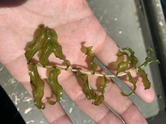 Potamogeton richardsonii