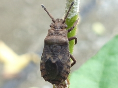 Eumenotes