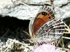 Erebia montanus