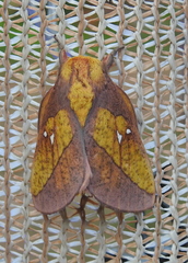 Adeloneivaia
