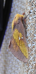 Adeloneivaia