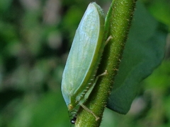 Krisnini