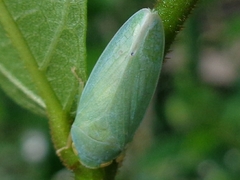 Krisnini