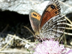 Erebia montanus