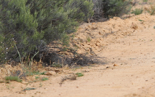 Cape Clapper Lark (Corypha apiata), photo 8