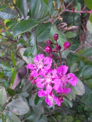 Physocalymma scaberrimum