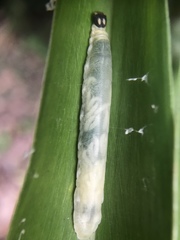 Notocrypta curvifascia