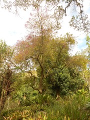 Physocalymma scaberrimum