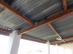 Ptyonoprogne fuligula