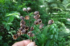 Physocalymma scaberrimum