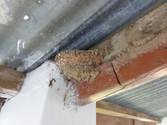 Ptyonoprogne fuligula