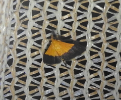 Pyrausta bicoloralis