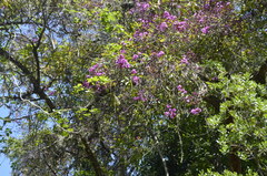 Physocalymma scaberrimum